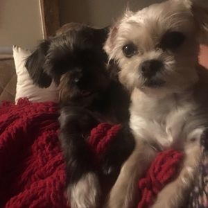 Meet your Posher, Dayana